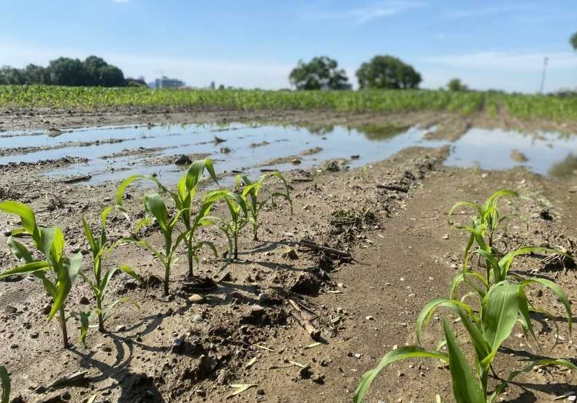 Water standing in a corn field