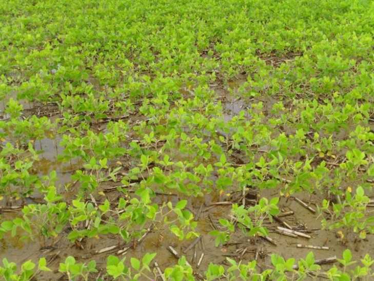 Water standing in a soybean field