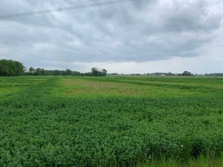 Alfalfa field