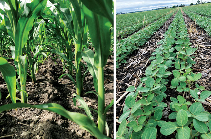 Corn-L-soybeans-R.jpg