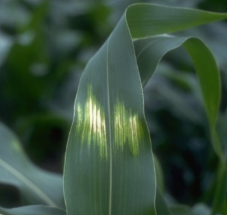 Corn Leaf.png