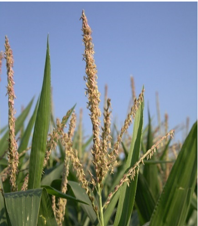 Corn Tassel.png