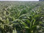 drought-corn-Iowa-State.jpg