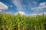 corn field in summer.jpeg