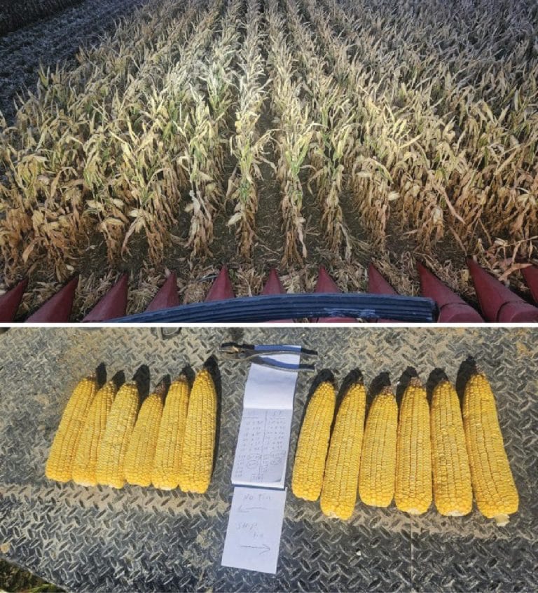 corn-768x846.jpg
