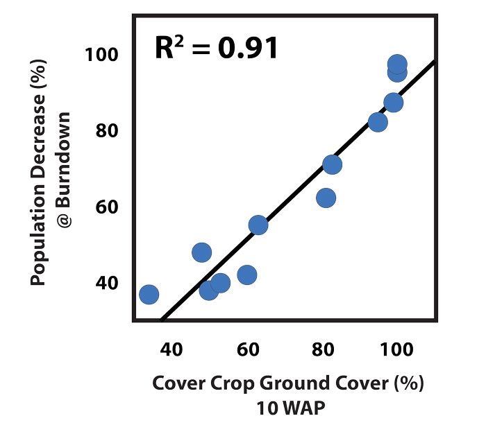 Cover-Crop-Weeds_NTF_0625_ground-cover-from-the-cover-crop-10-weeks-after-planting-700.jpg