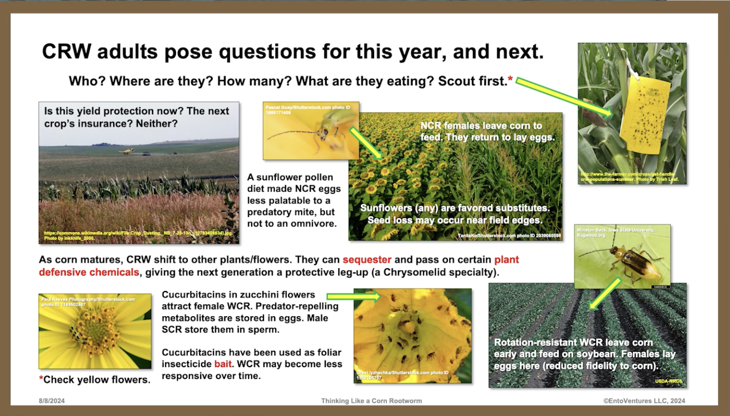 rootworm-journey-2.png