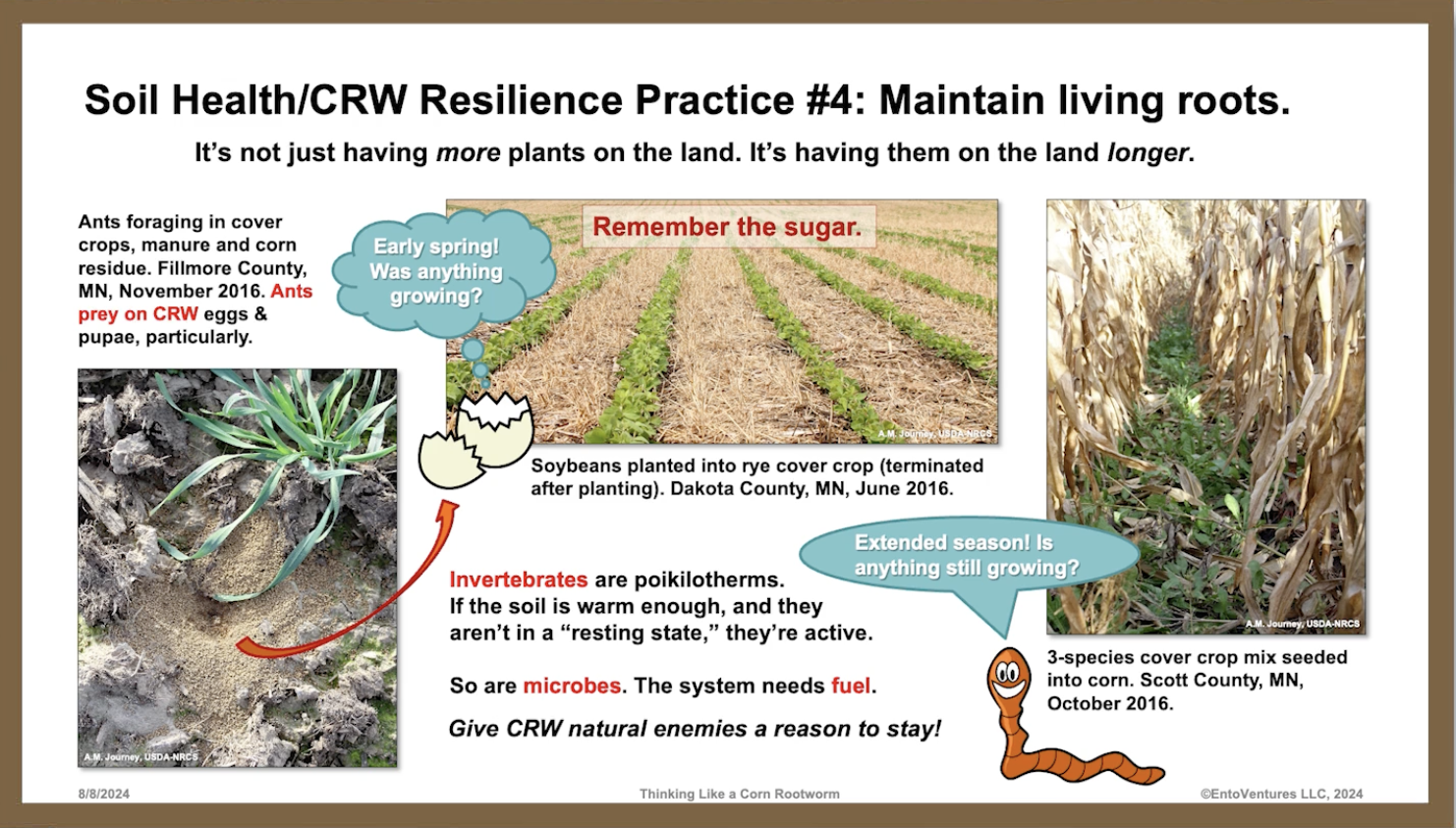 rootworm-journey-3.png
