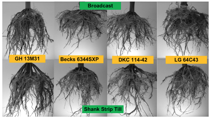 University of Illinois Crop Physiology Lab crop comparison