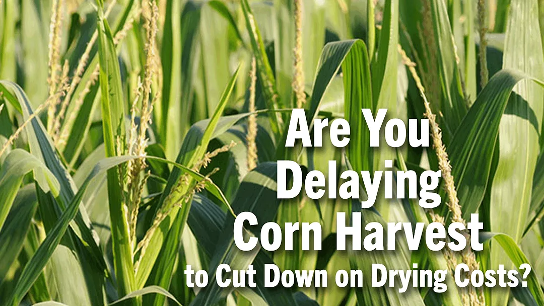Are-You-Delaying-Corn-Harvest-to-Cut-Down-on-Drying-Costs-.png