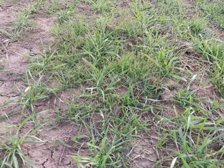 Cheatgrass (downy brome) growing in winter wheat.