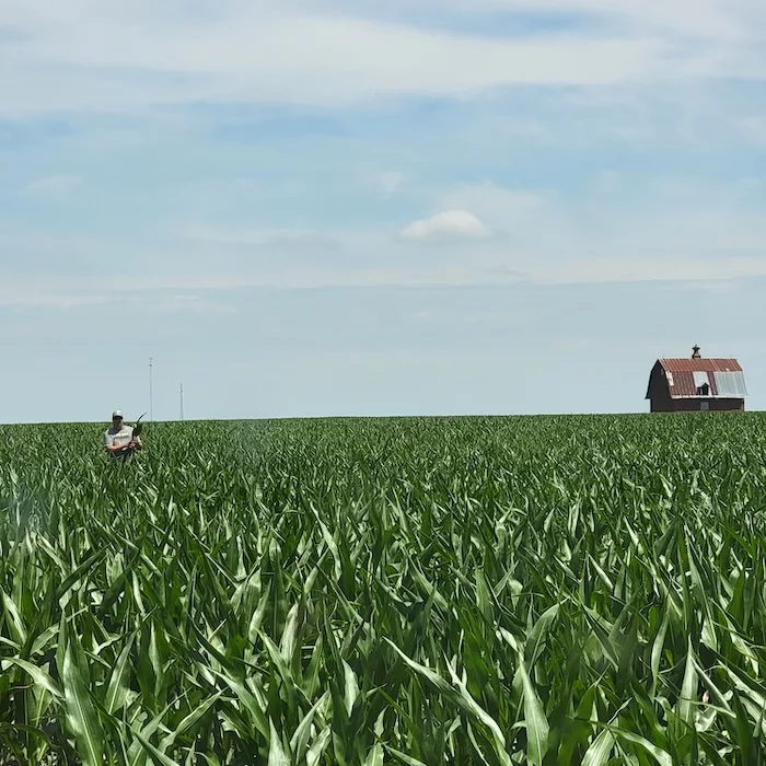 cornfield.jpg
