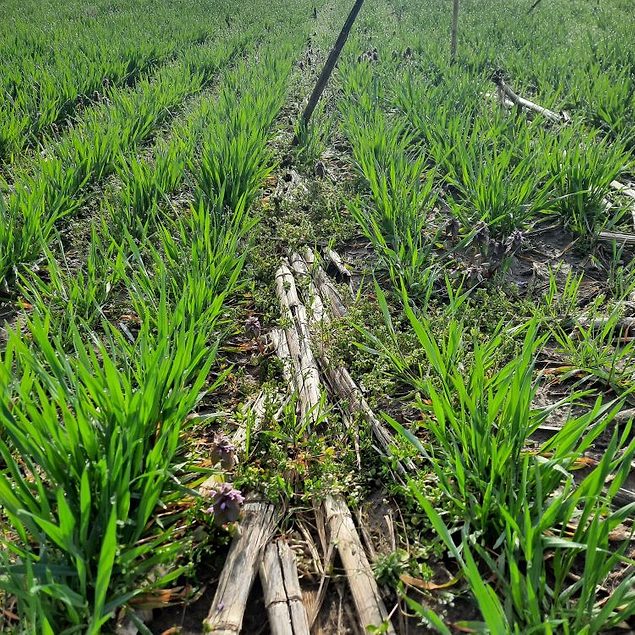 Gauging the Sustainability of Corn-on-Corn