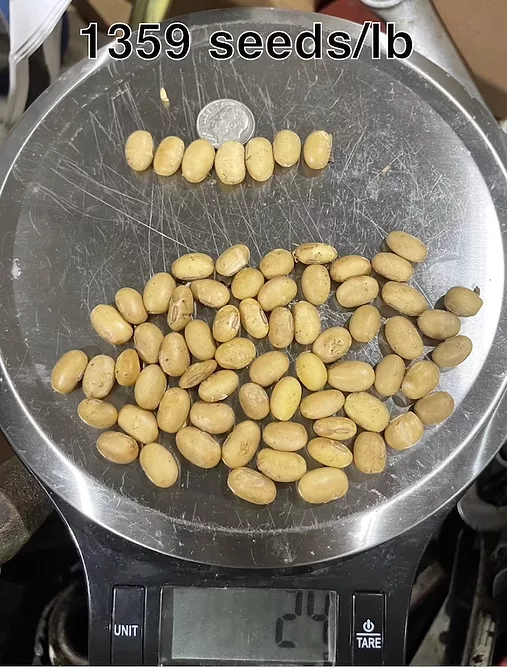 seed size 3.jpg