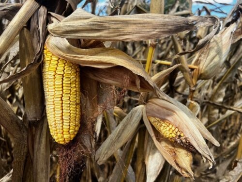 Corn-Harvest_Sept_2025-e1758920129458.jpg