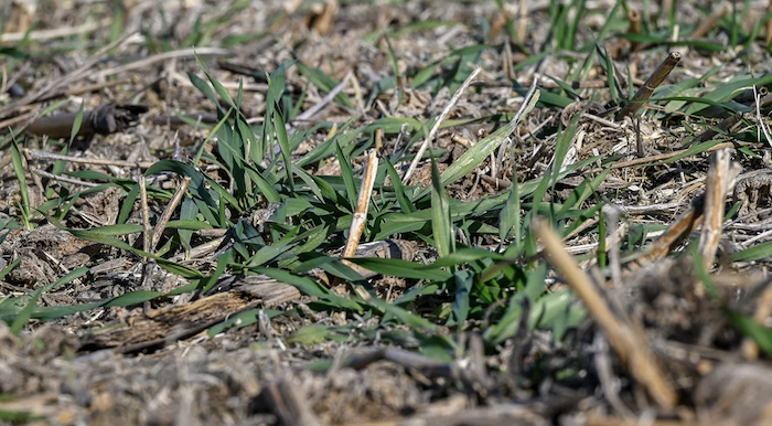 cover-crop-playbook.png