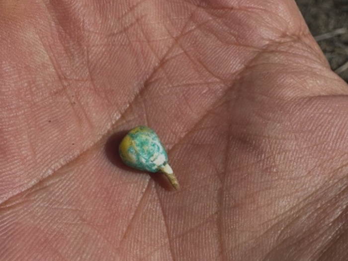 figure-5-germinated-Corn-Seed