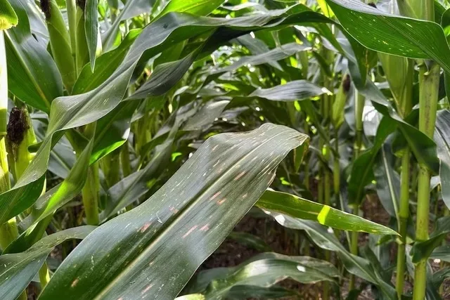 Brown Spots on corn leaves.jpeg