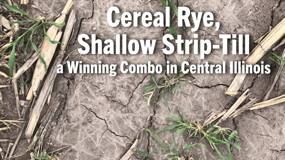 Cereal-Rye,-Shallow-Strip-Till-a-Winning-Combo-in-Central-Illinois.png