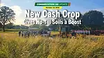 New-Cash-Crop-Gives-No-Till-Soils-a-Boost.png