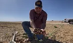 Boyle Soil.png
