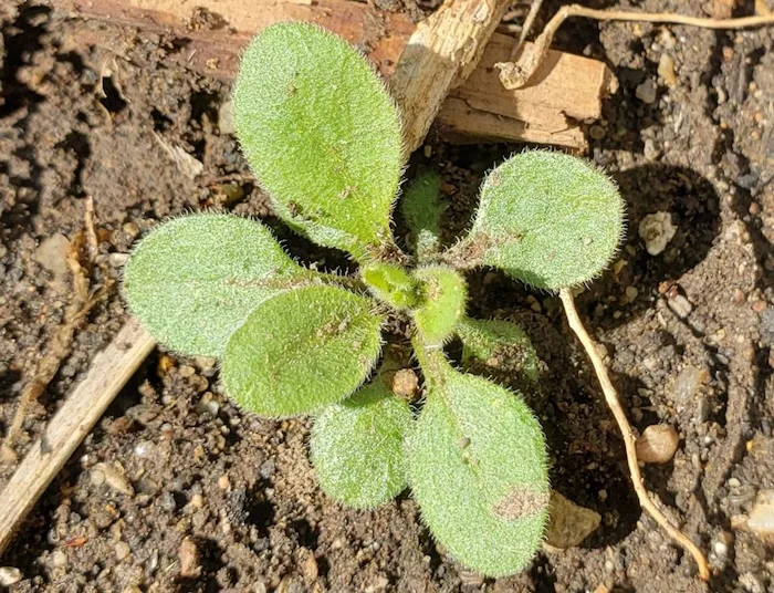 Fall-emerged-marestail-control-F01.jpg