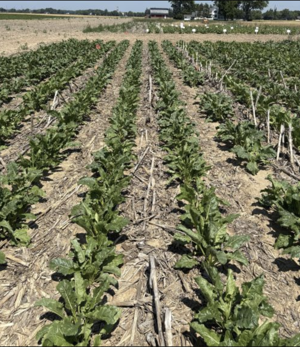 msu crop