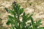 canada thistle.webp