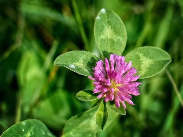 clover.jpg