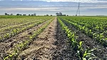 cornryecovercrop_2023.jpg