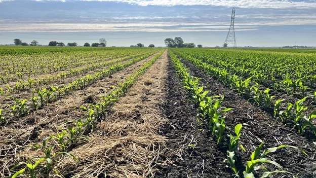 cornryecovercrop_2023.jpg