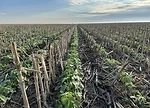 no-till seeding.png
