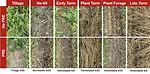 smith weed control.png