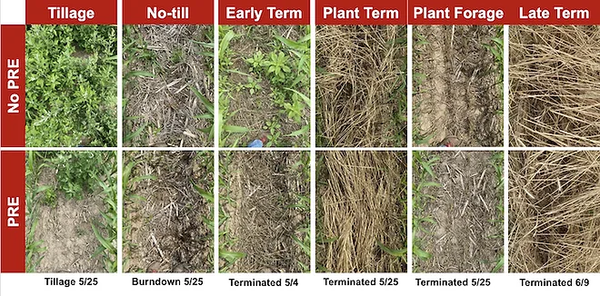 Consider Cereal Rye as Part of Your Strip-Till Weed Control System