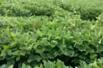weeds.webp