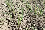 weeds small grains.webp
