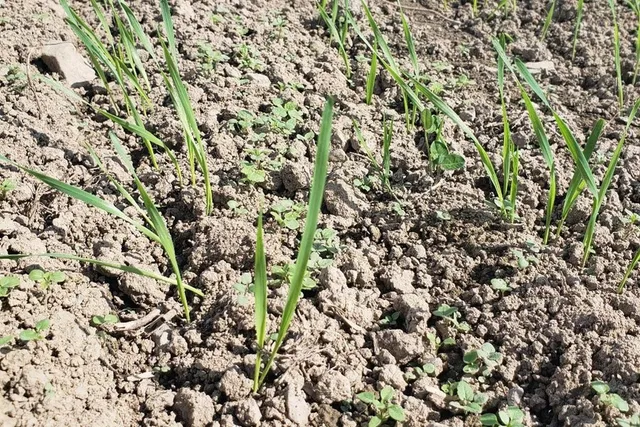 weeds small grains.webp