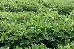 weeds.webp