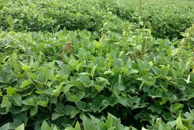 weeds.webp