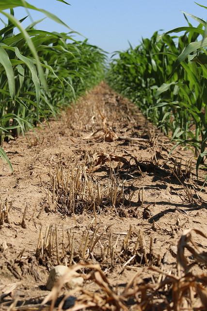 California strip-till2