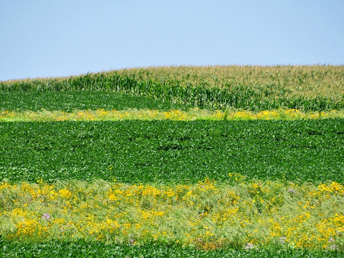 prairiestrips