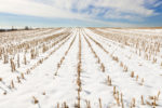 snow in corn field