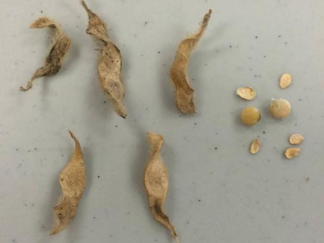 stink bug damaged soybeans