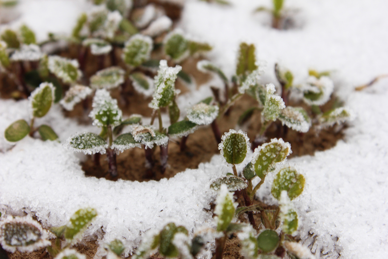 Winter-Grassland-Oregon.jpg