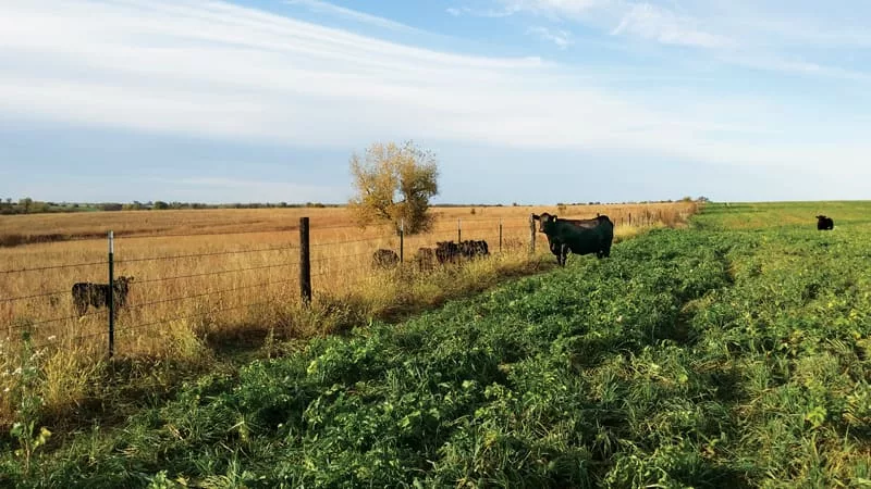 Stuenkel-grazing-covers.jpg