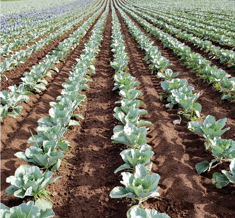 organic-row-crops