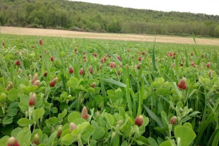 field of clover cover crop