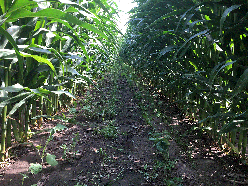 Cautions & Considerations for Experimenting with 60-Inch Row Corn