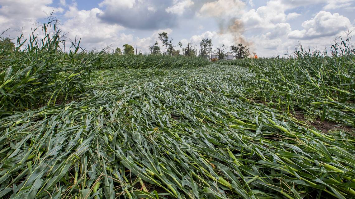 Downed corn