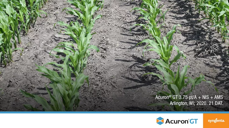 Syngenta Acuron GT
